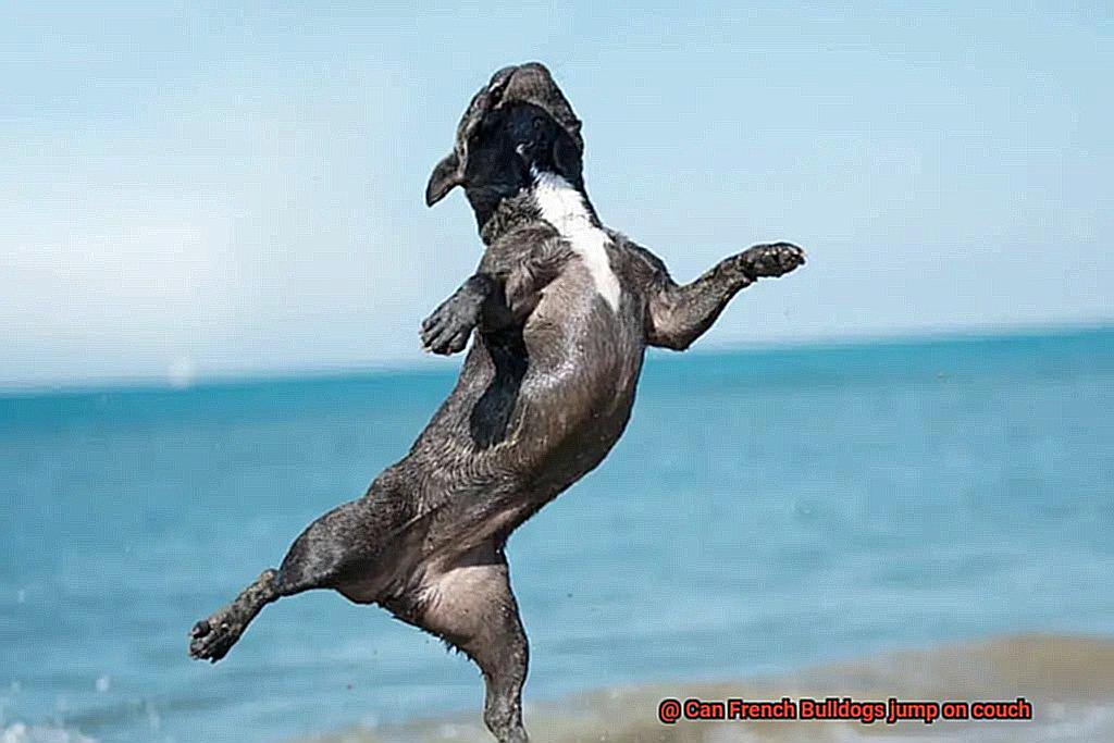 Can French Bulldogs jump on couch-6