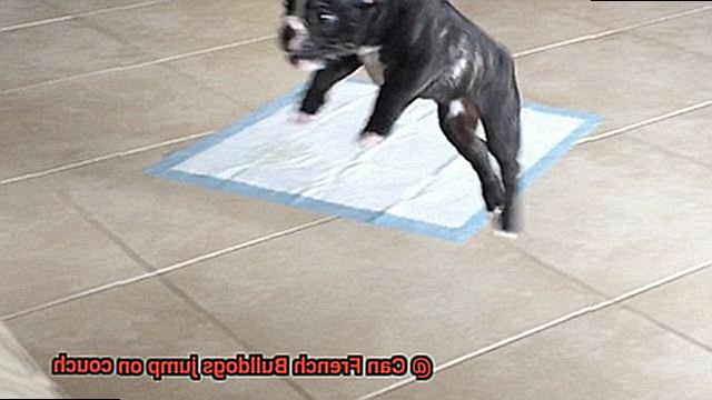 Can French Bulldogs jump on couch-7