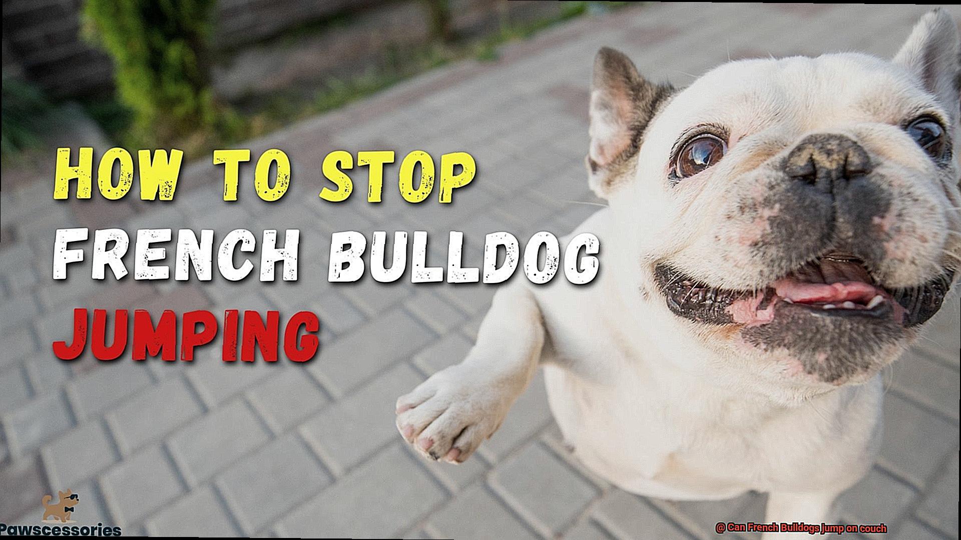Can French Bulldogs jump on couch-8