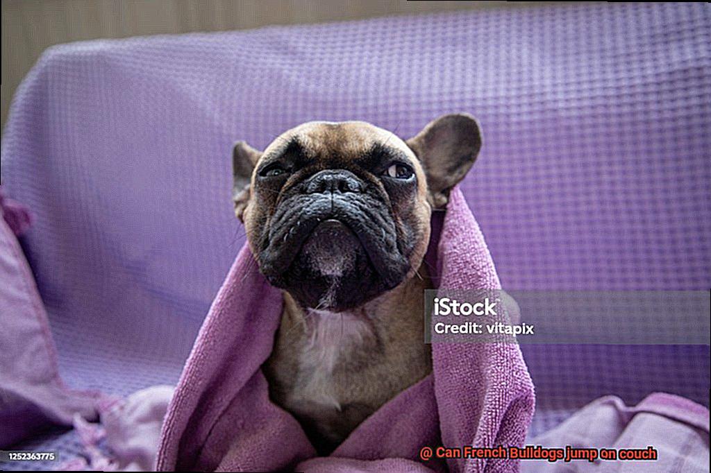 Can French Bulldogs jump on couch-5