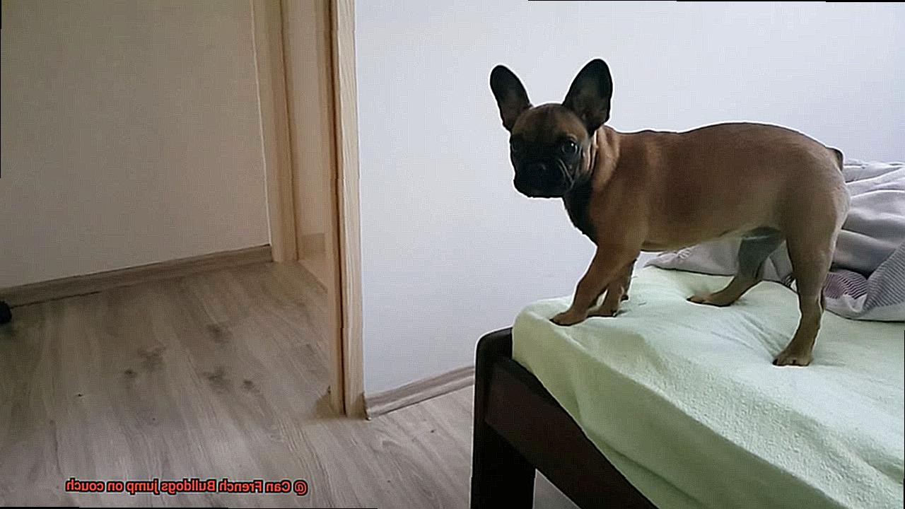 Can French Bulldogs jump on couch-4