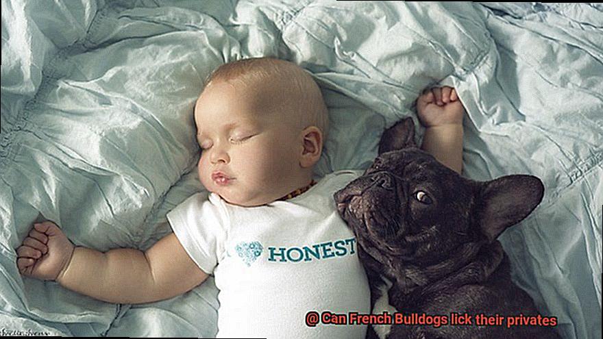Can French Bulldogs lick their privates-3