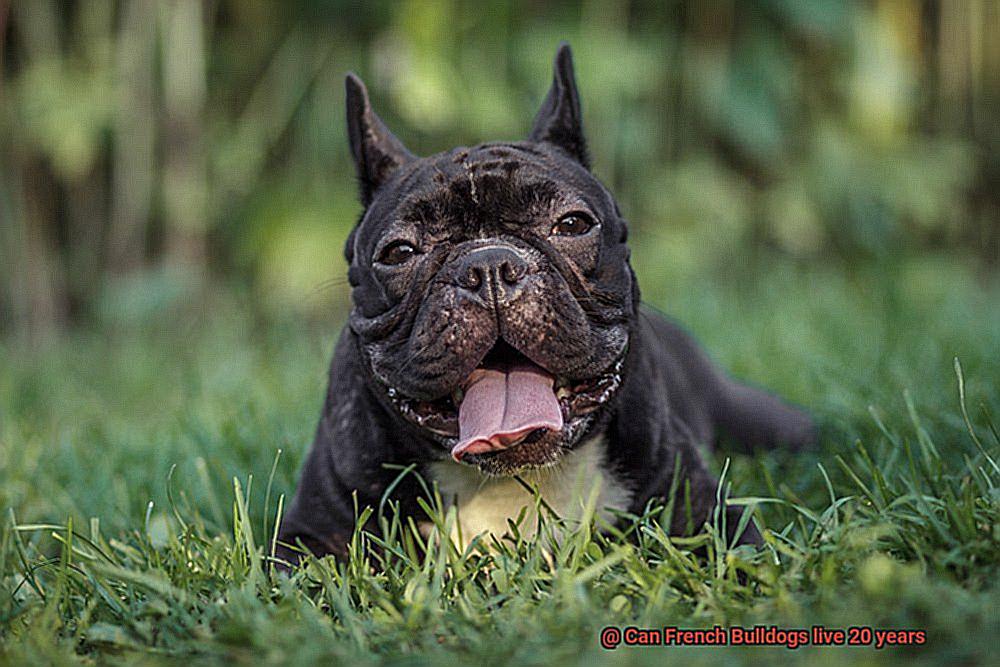 Can French Bulldogs live 20 years-6