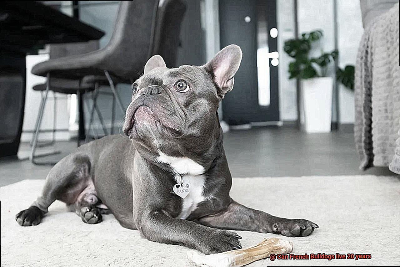 Can French Bulldogs live 20 years-4