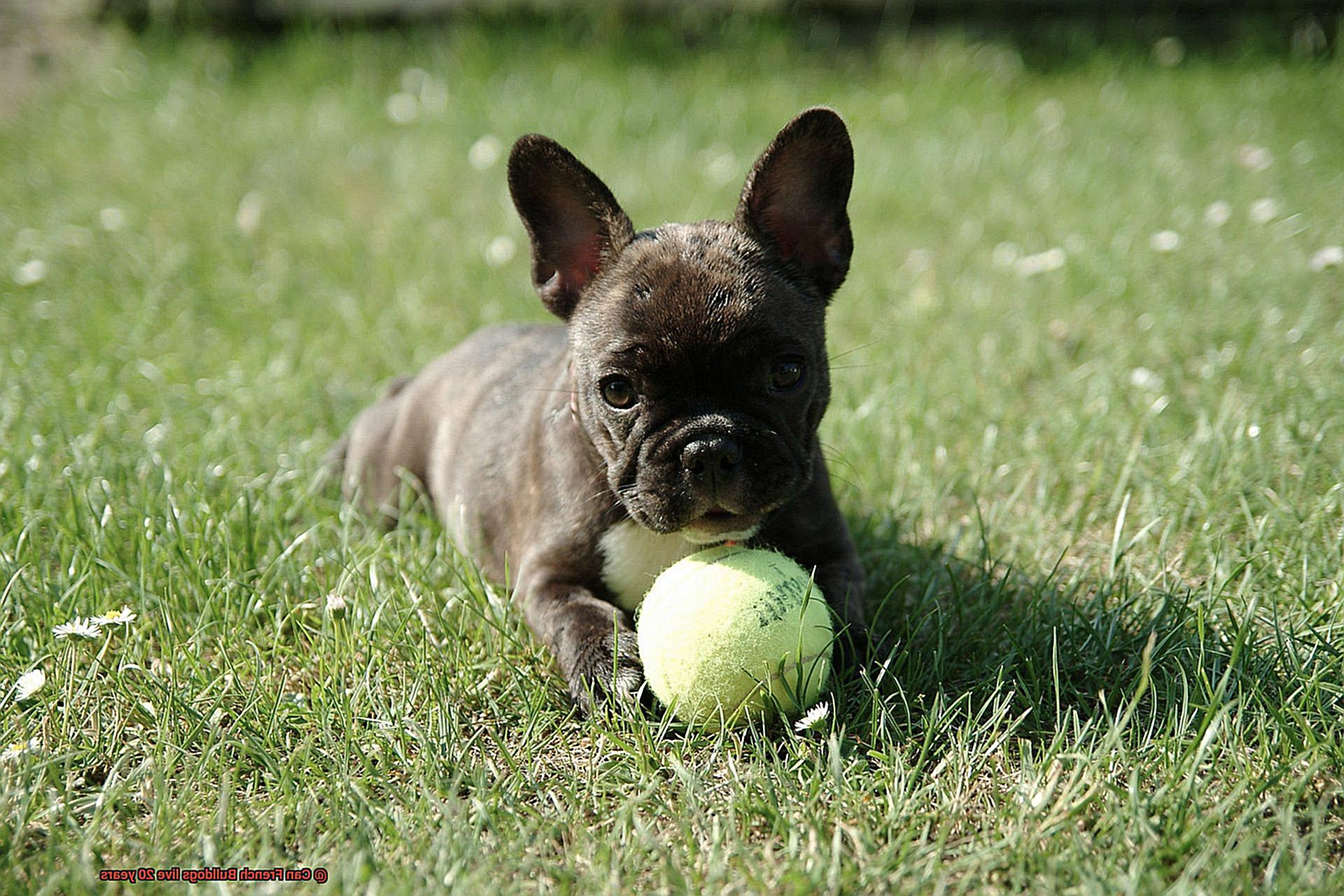 Can French Bulldogs live 20 years-3