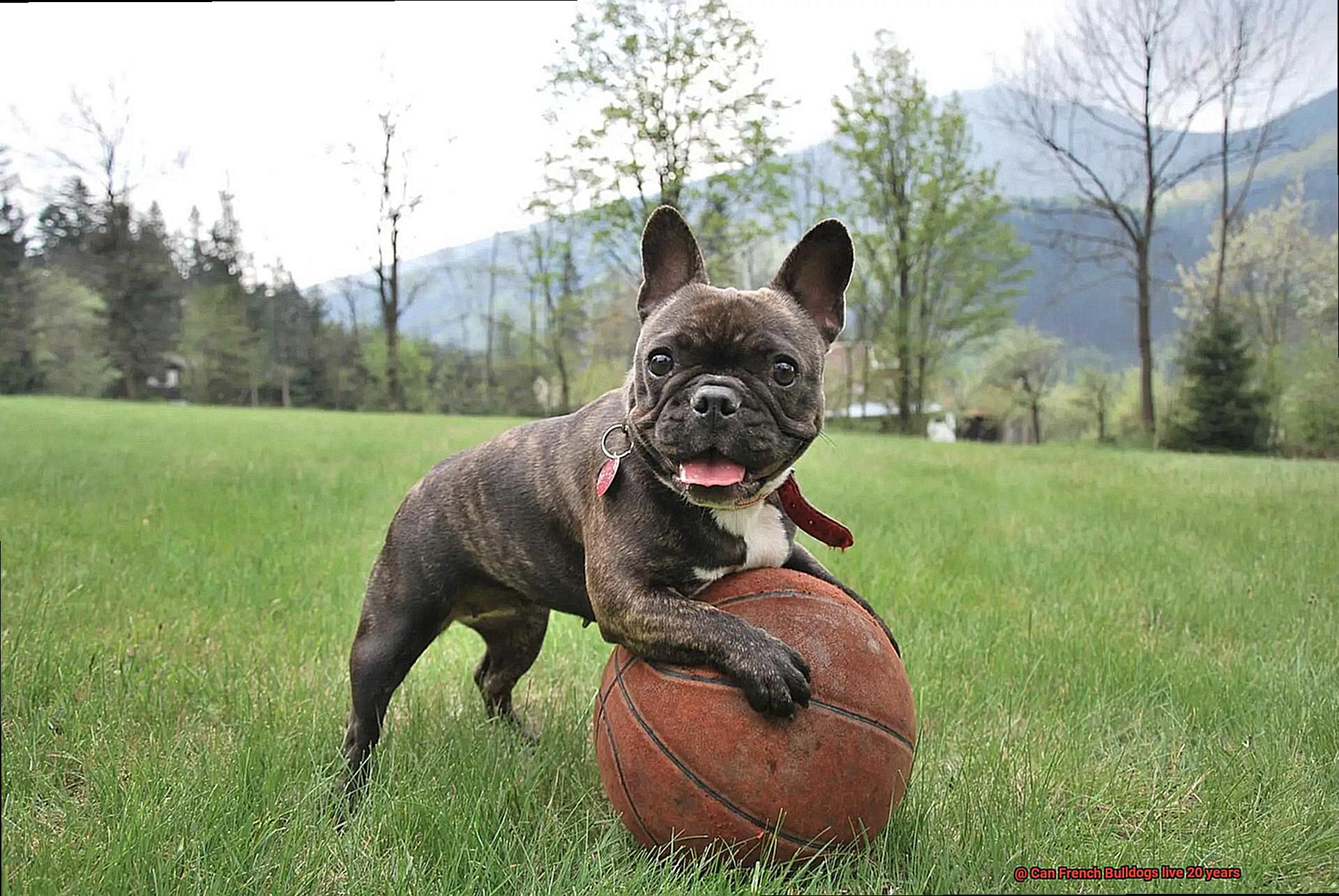 Can French Bulldogs live 20 years-5