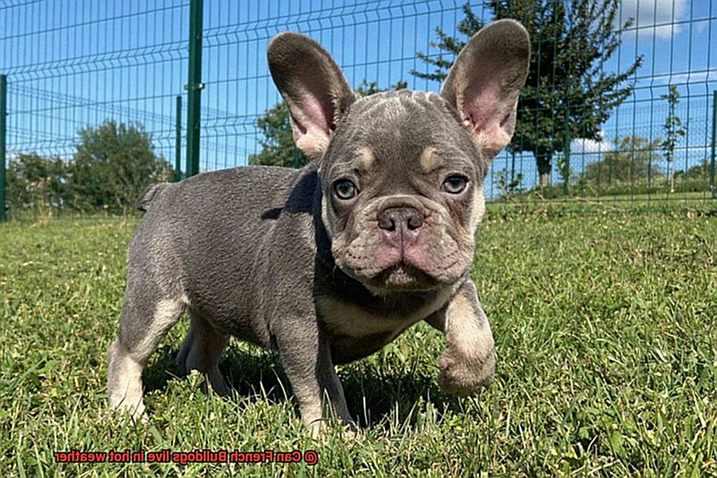 Can French Bulldogs live in hot weather-2