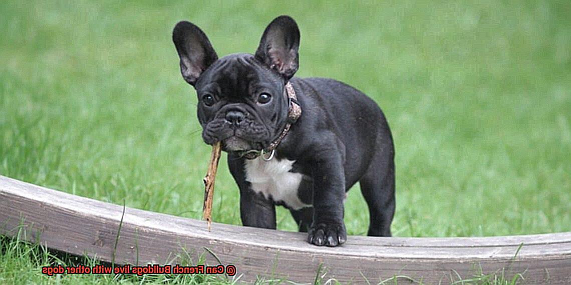 Can French Bulldogs live with other dogs-2