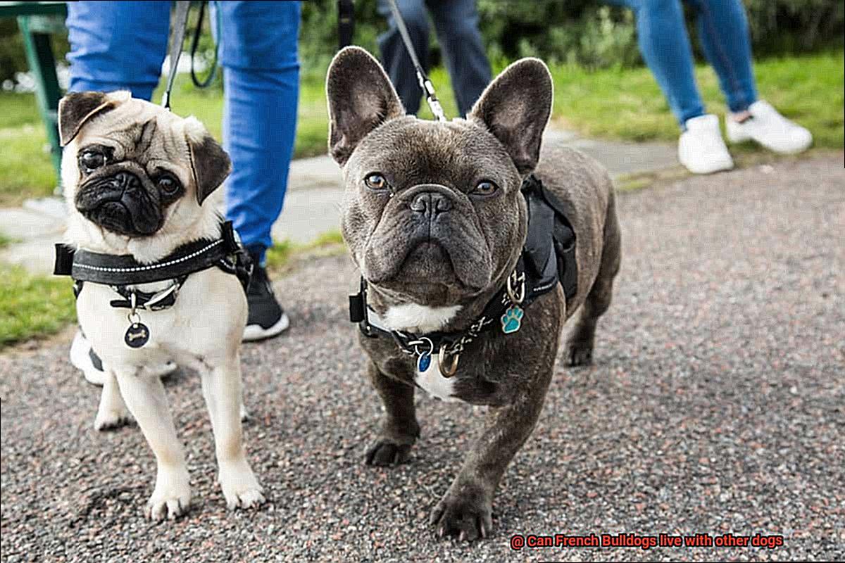 Can French Bulldogs live with other dogs-3