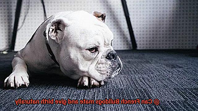 Can French Bulldogs mate and give birth naturally-2