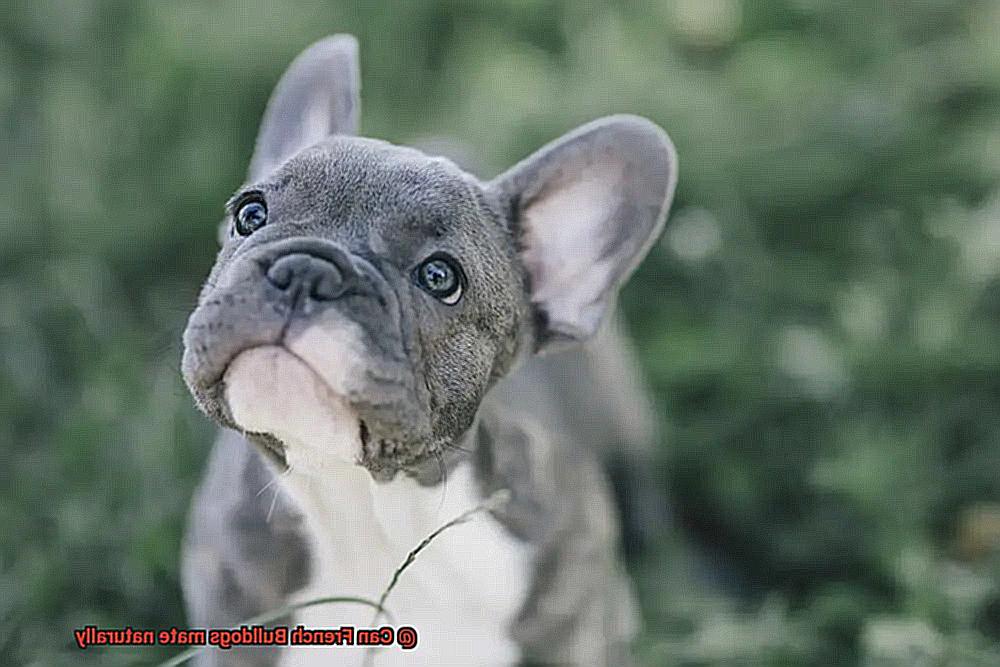 Can French Bulldogs mate naturally-3