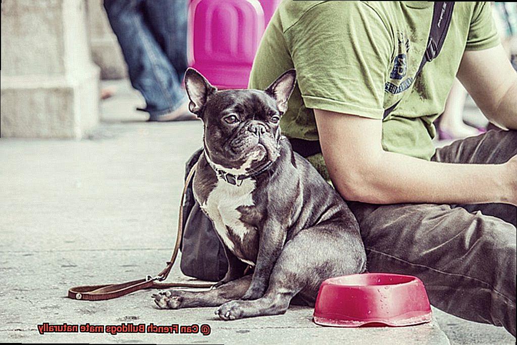 Can French Bulldogs mate naturally-7