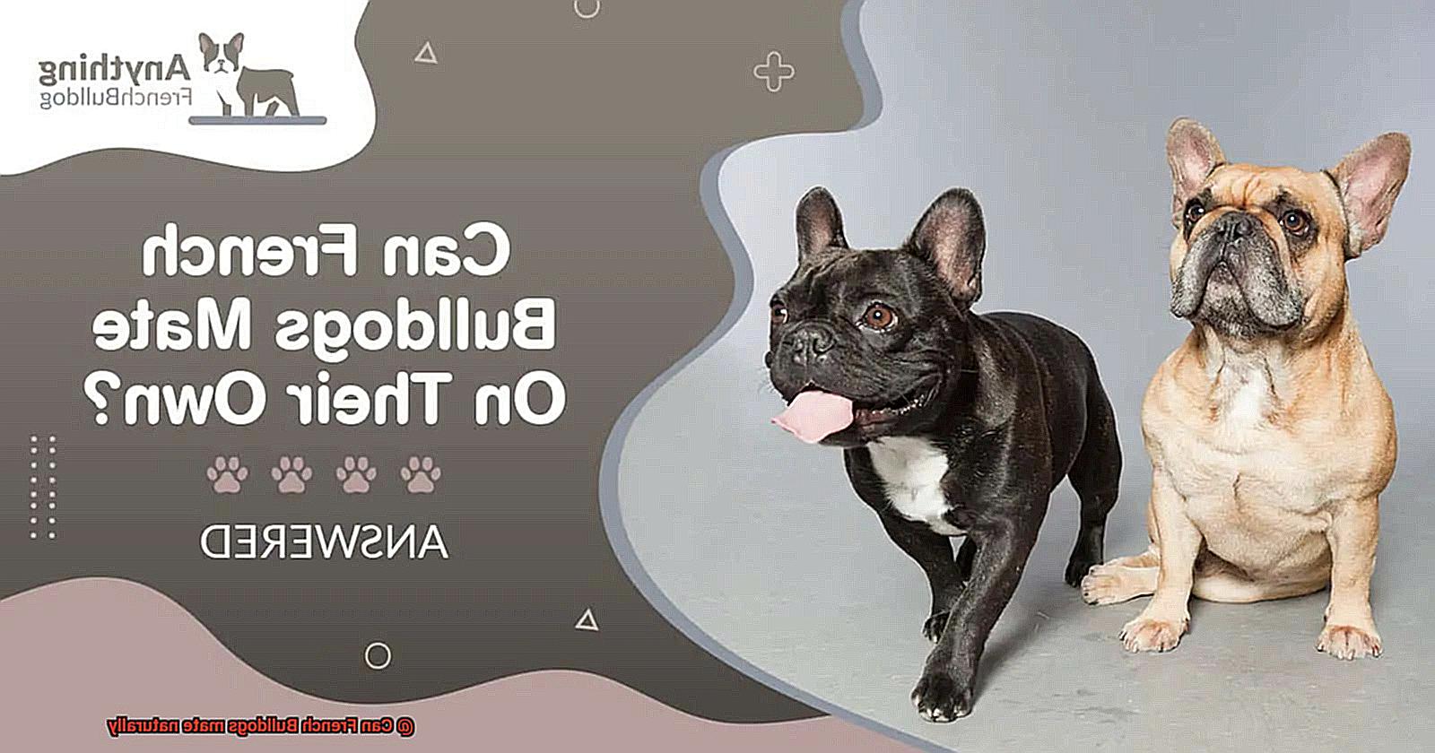 Can French Bulldogs mate naturally-4