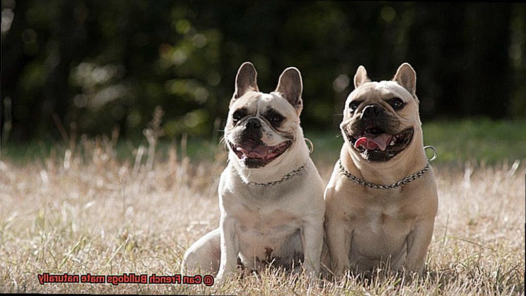 Can French Bulldogs mate naturally-2