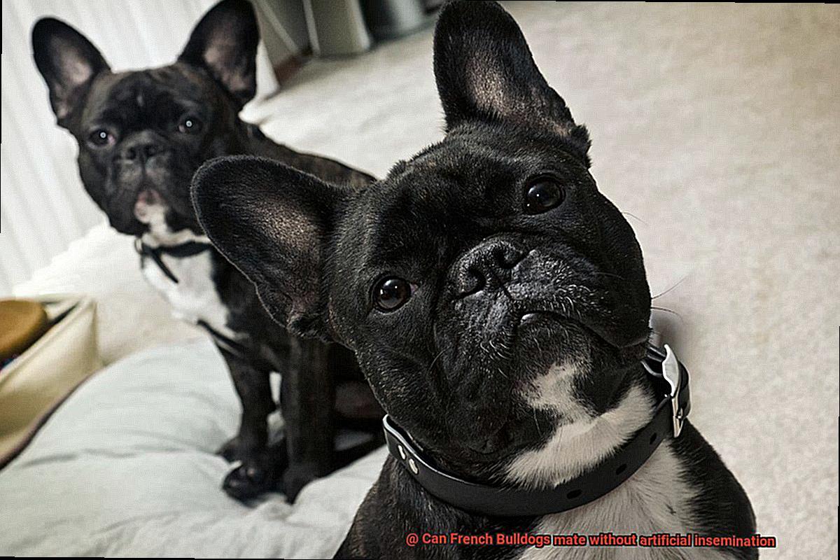 Can French Bulldogs mate without artificial insemination-5