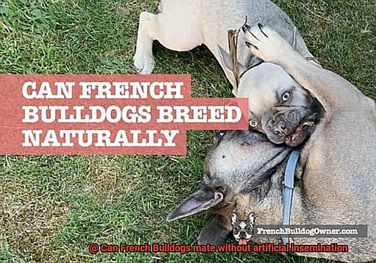 Can French Bulldogs mate without artificial insemination-7
