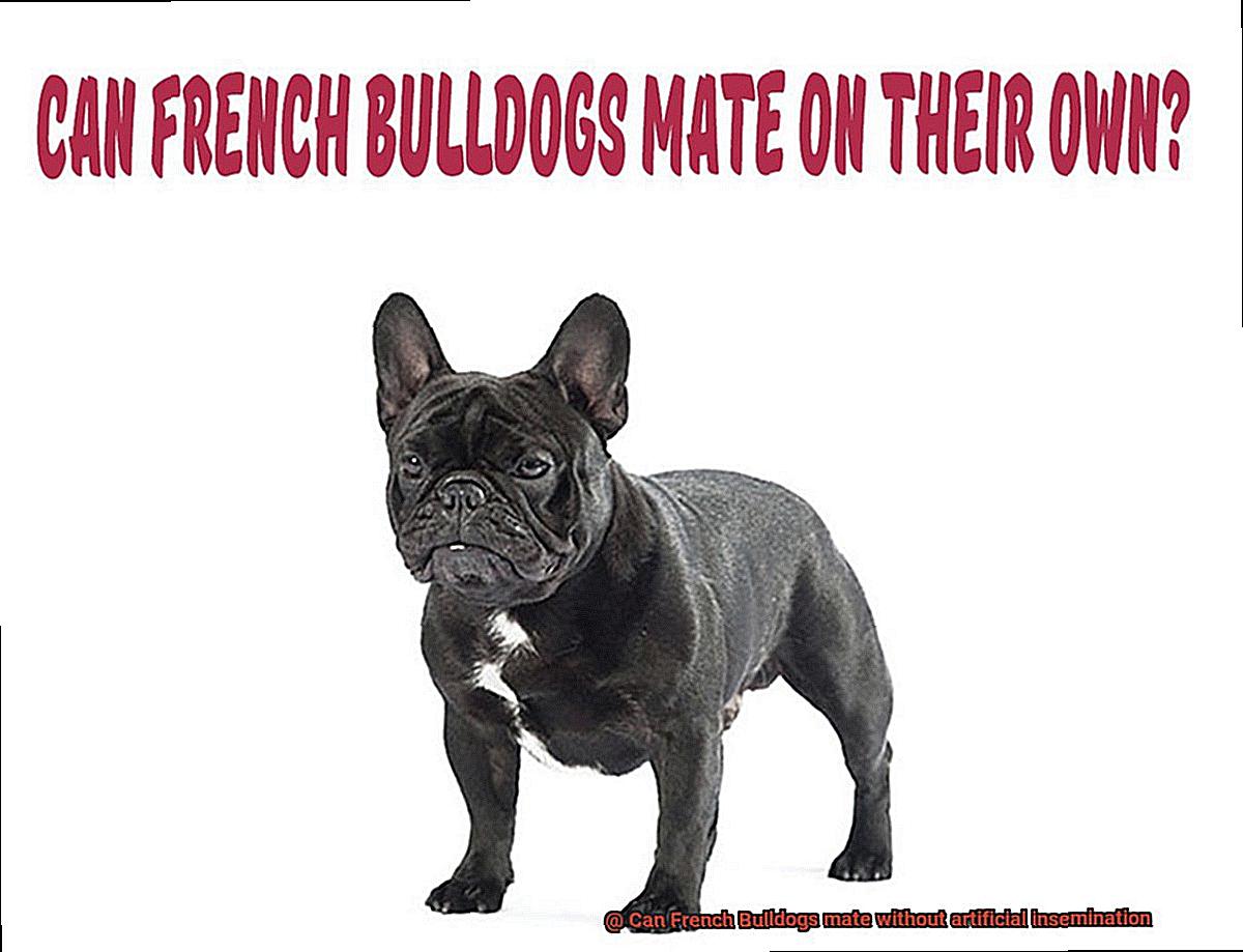 Can French Bulldogs mate without artificial insemination-3
