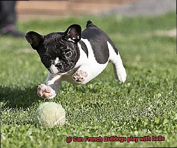 Can French Bulldogs play with balls-2