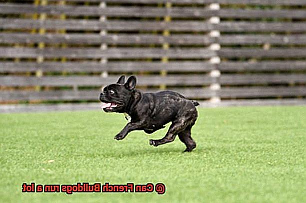 Can French Bulldogs run a lot-3