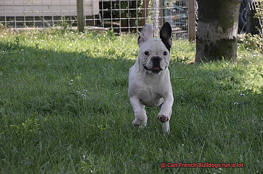 Can French Bulldogs run a lot-2