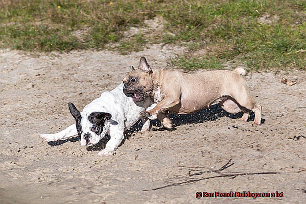 Can French Bulldogs run a lot-4
