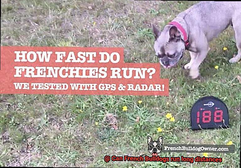 Can French Bulldogs run long distances-2