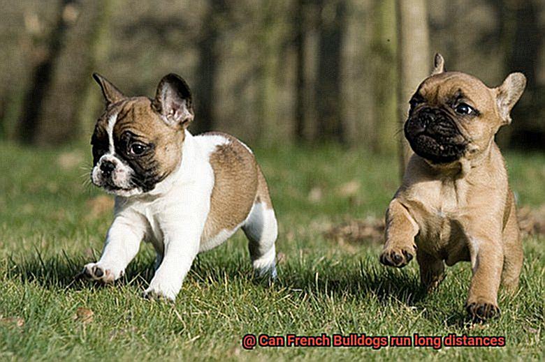 Can French Bulldogs run long distances-3