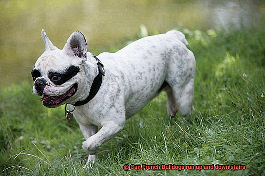 Can French Bulldogs run up and down stairs-4