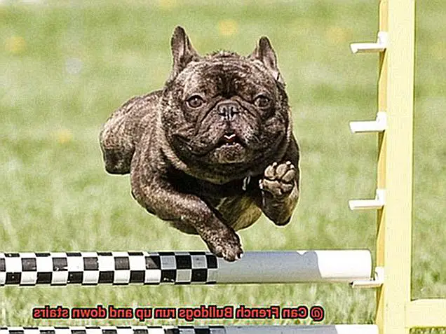 Can French Bulldogs run up and down stairs-3