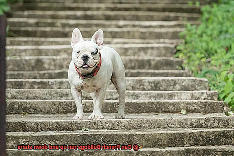 Can French Bulldogs run up and down stairs-2