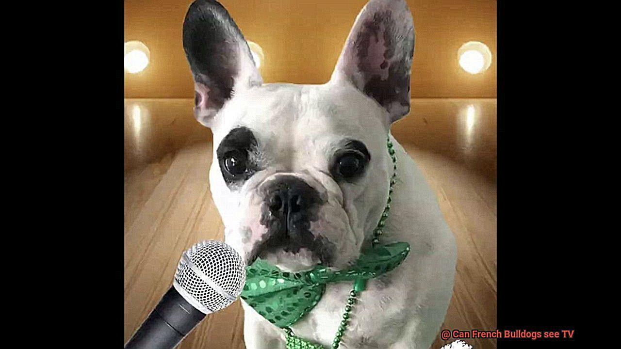 Can French Bulldogs see TV-4