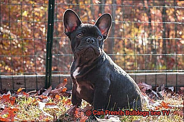 Can French Bulldogs see TV-3