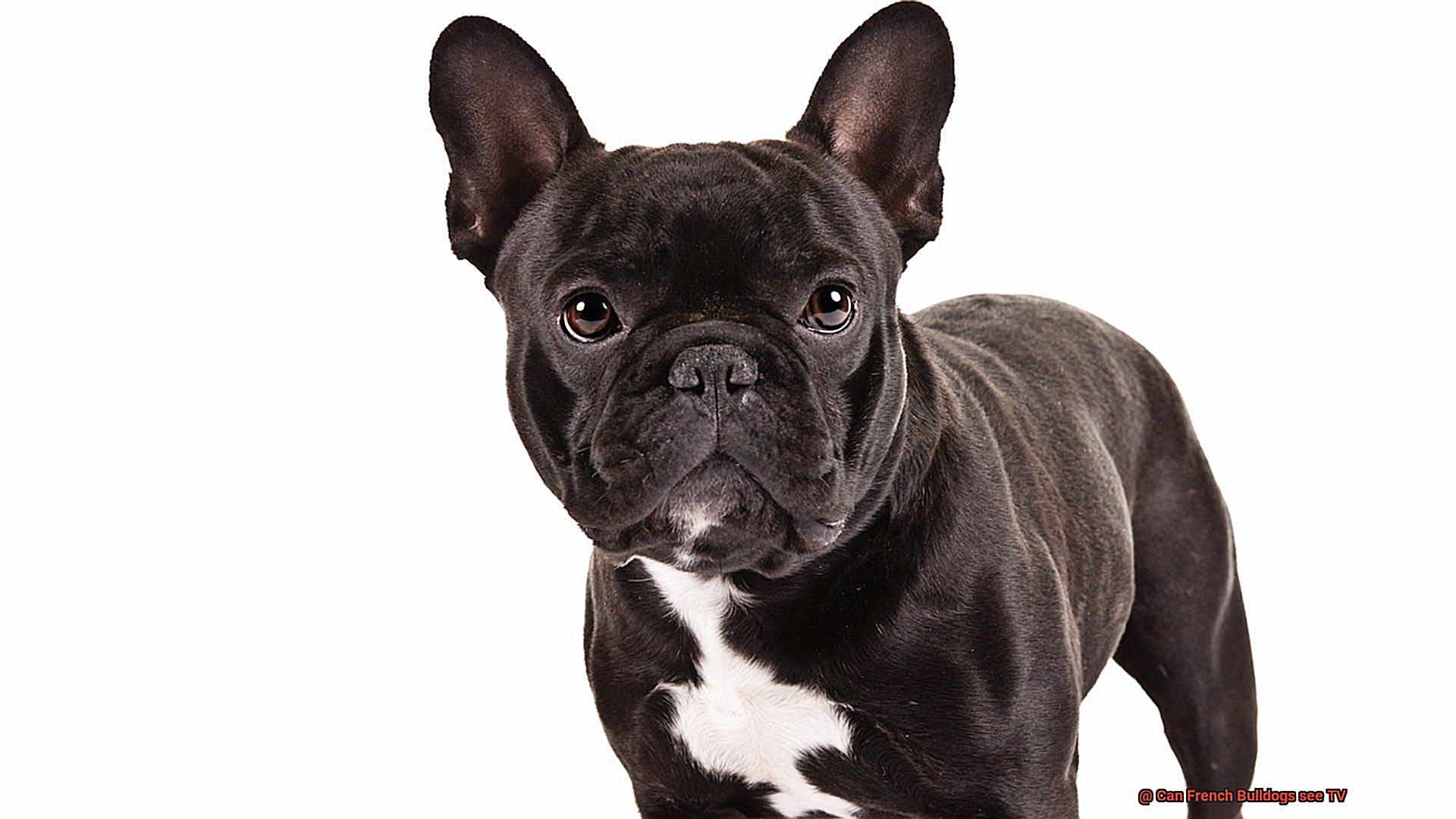 Can French Bulldogs see TV-2