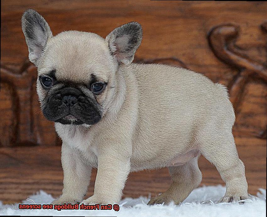 Can French Bulldogs see screens-3