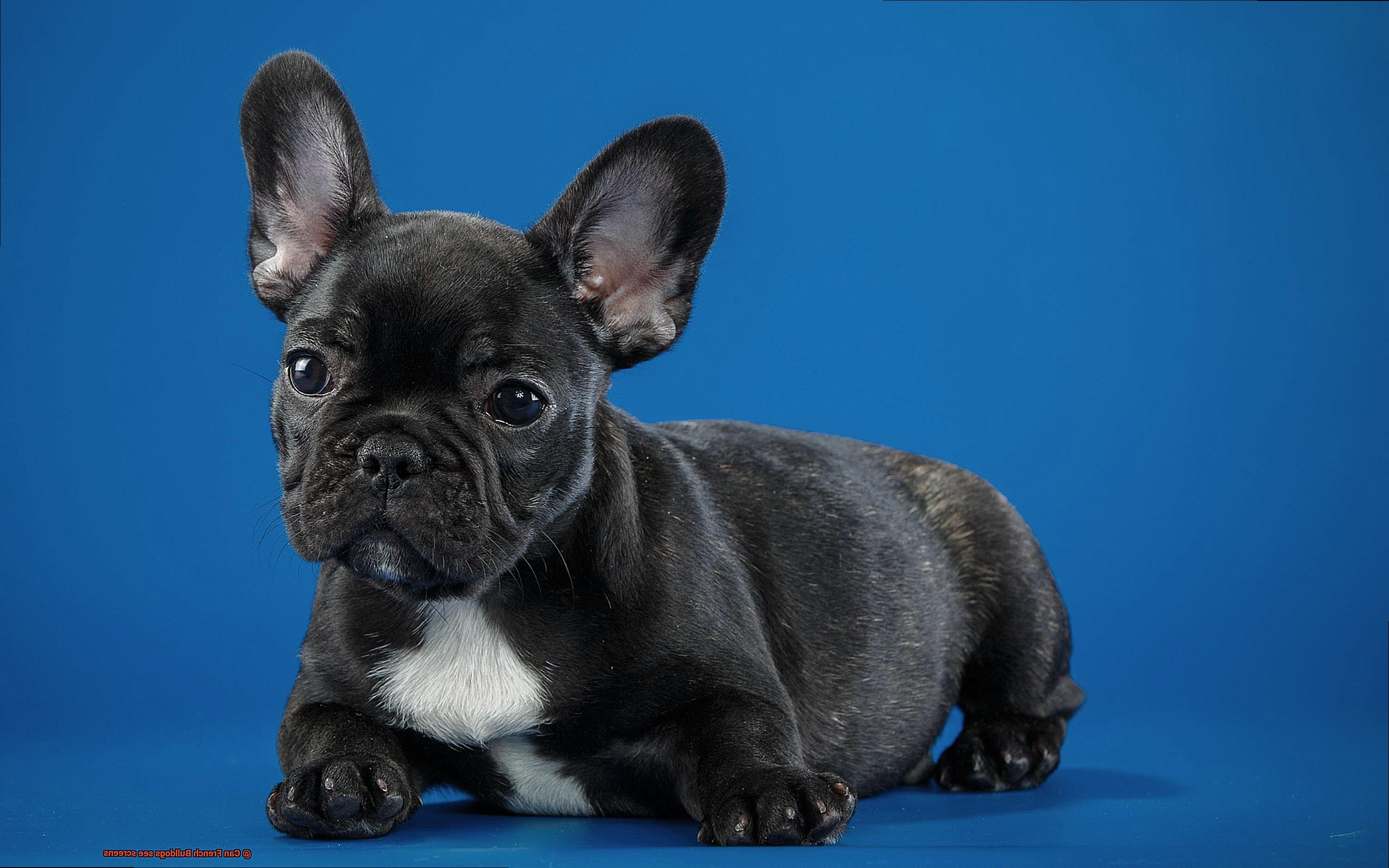 Can French Bulldogs see screens-2