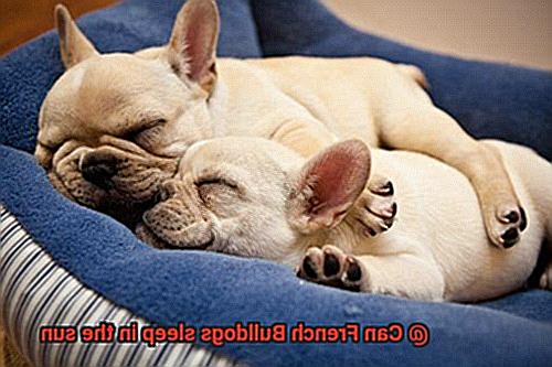 Can French Bulldogs sleep in the sun-2