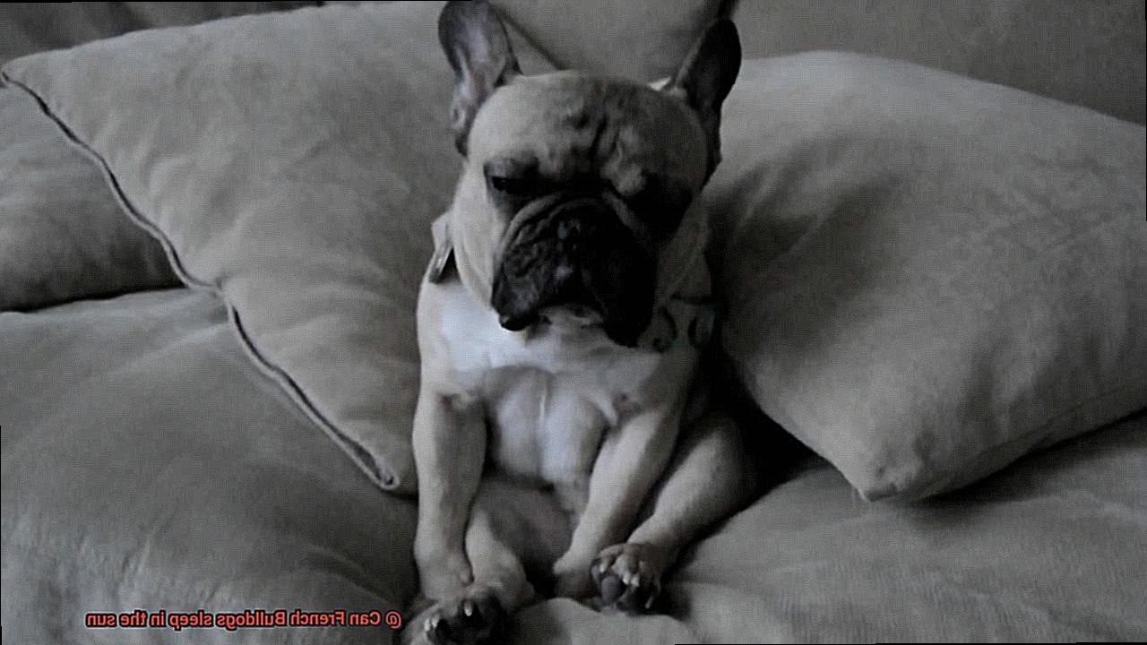 Can French Bulldogs sleep in the sun-3