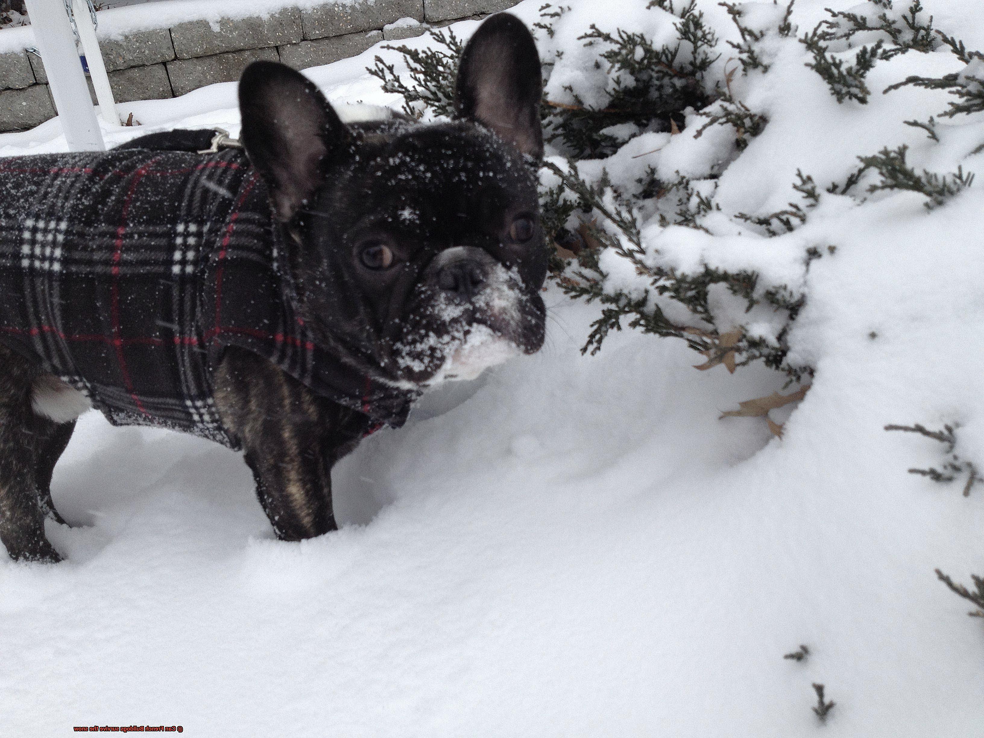 Can French Bulldogs survive the snow-4