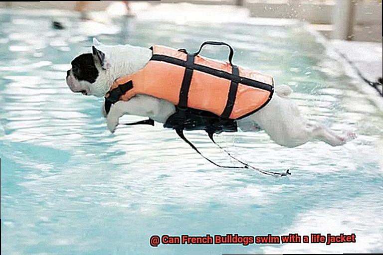 Can French Bulldogs swim with a life jacket-3
