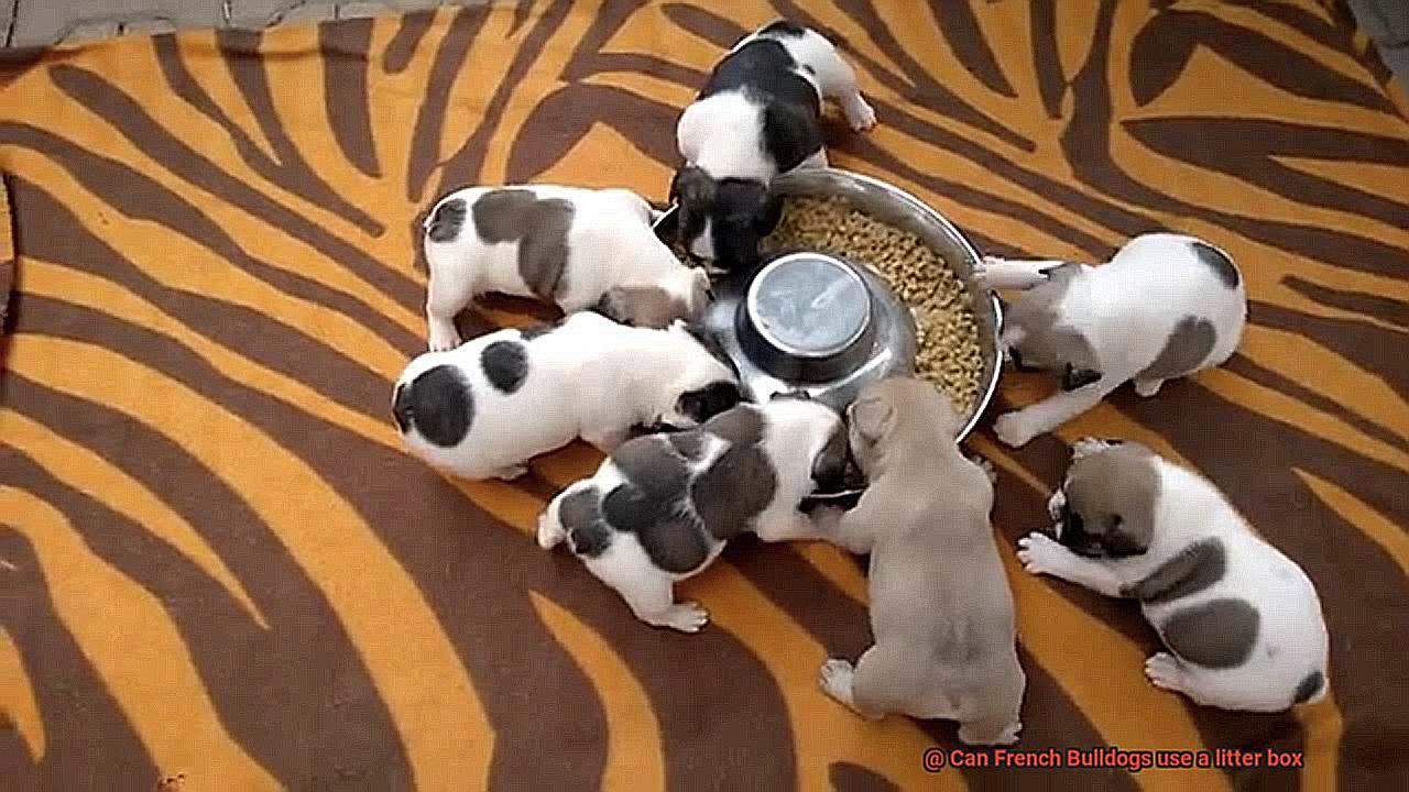Can French Bulldogs use a litter box-3