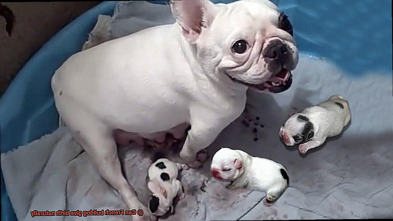 Can French bulldog give birth naturally-7