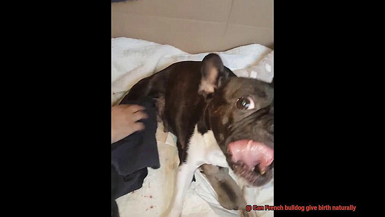 Can French bulldog give birth naturally-5
