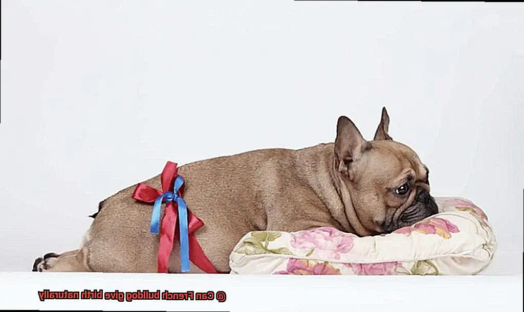 Can French bulldog give birth naturally-2
