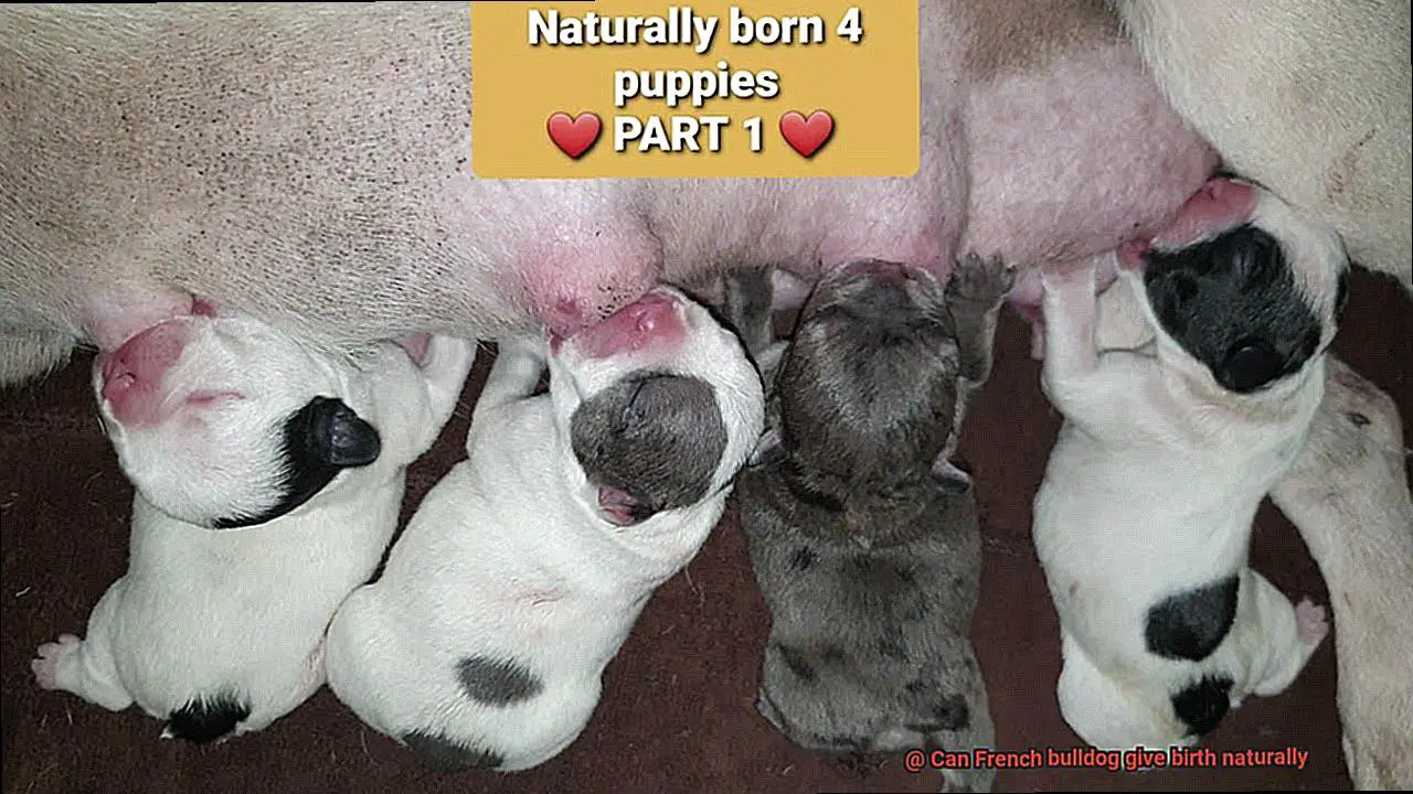 Can French bulldog give birth naturally-3