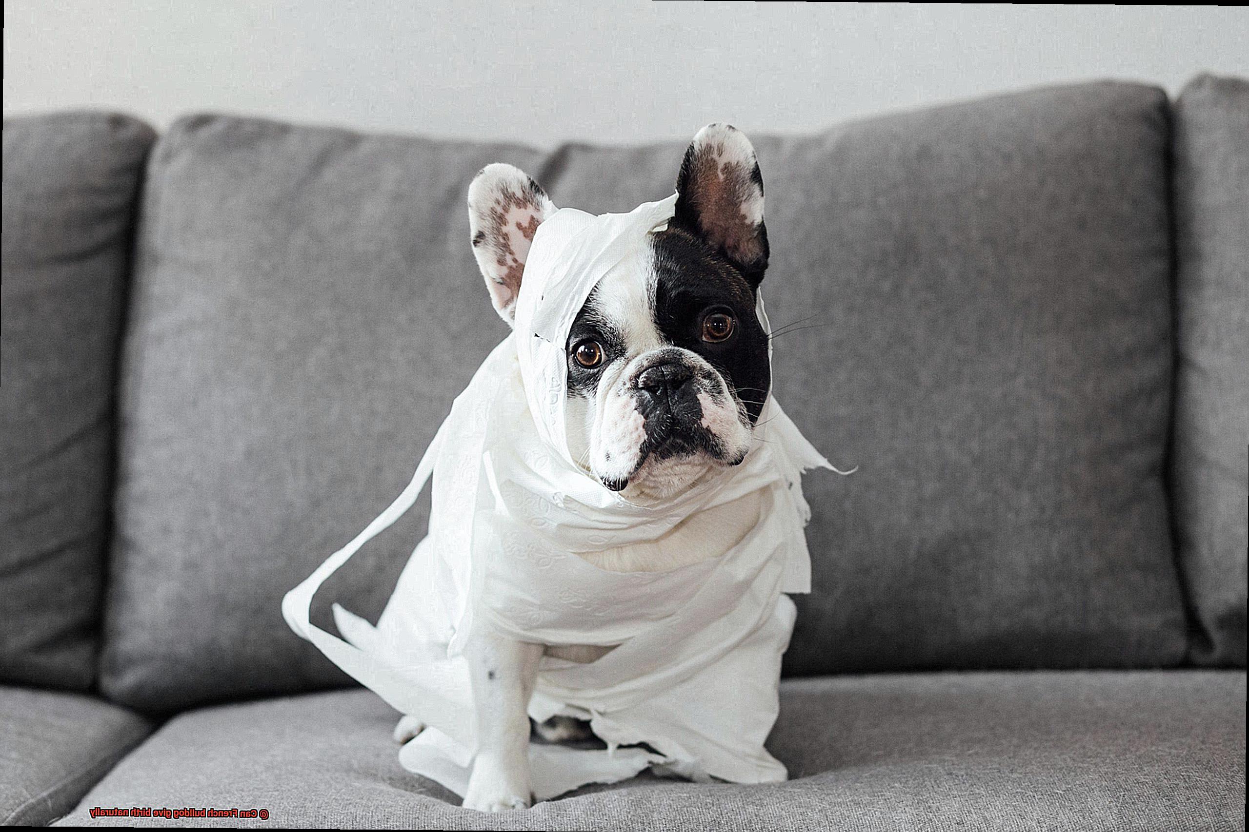 Can French bulldog give birth naturally-4