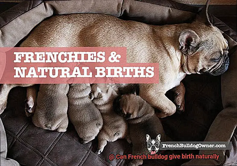 Can French bulldog give birth naturally-6