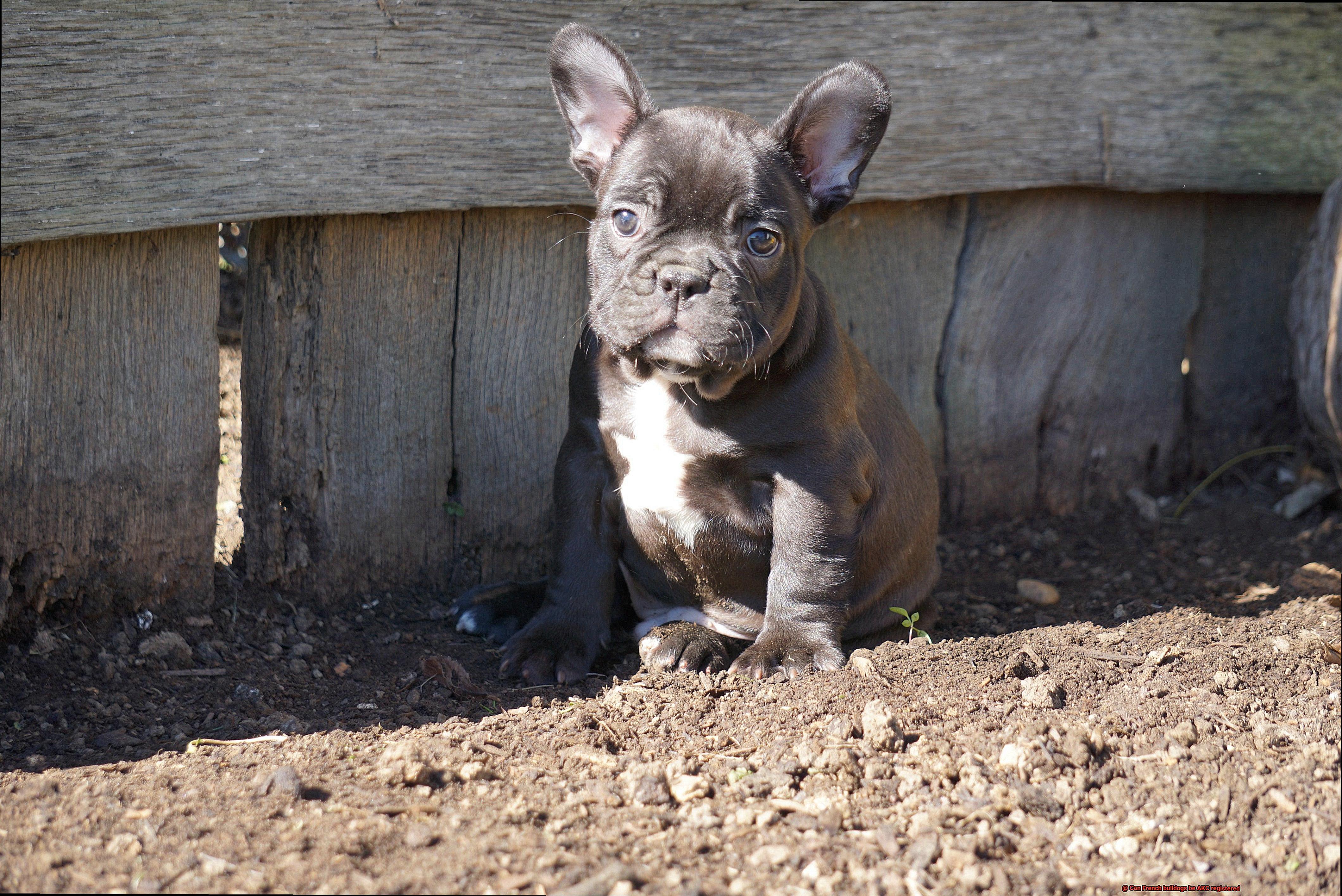 Can French bulldogs be AKC registered-2