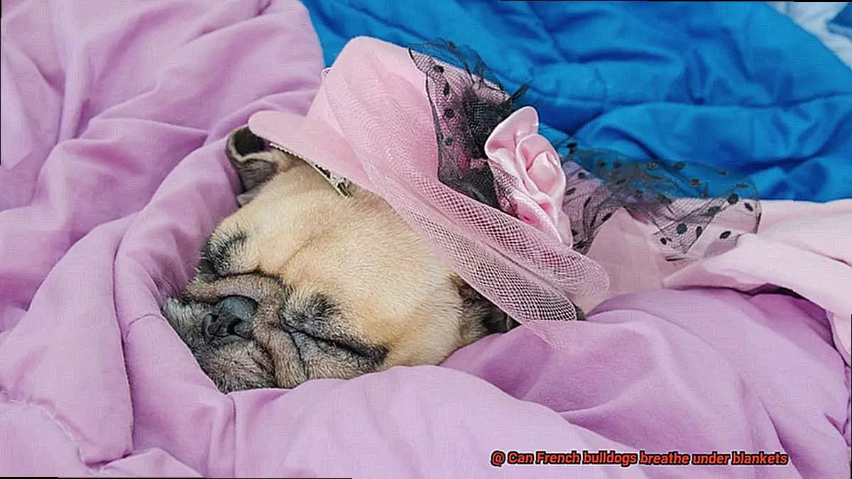 Can French bulldogs breathe under blankets-4