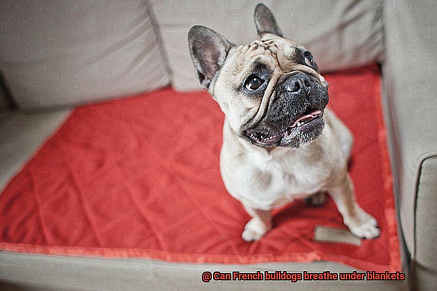Can French bulldogs breathe under blankets-3