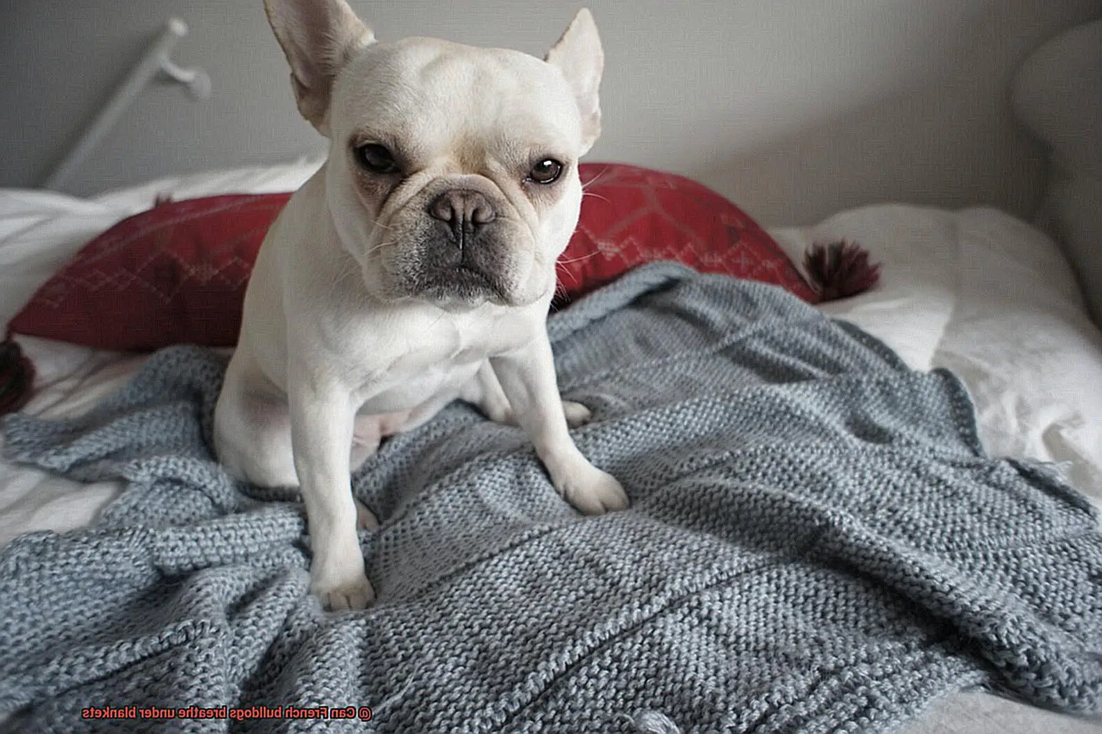 Can French bulldogs breathe under blankets-5